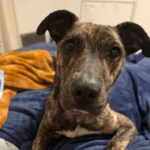 Cabbage Patch, Shepherd, Dutch, adult, available for adoption