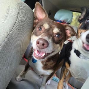 Bamboo, Chihuahua, adult, available for adoption