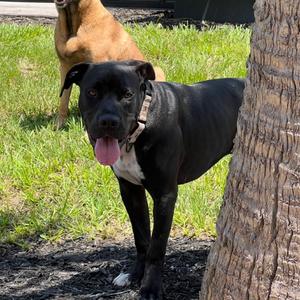 Dipsy, Bulldog, American, young, available for adoption