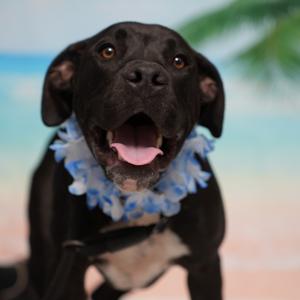 Dipsy, Bulldog, American, young, available for adoption
