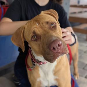 Bertha, Bulldog, American, adult, available for adoption