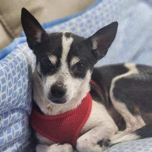 Carmilla, Chihuahua, adult, available for adoption