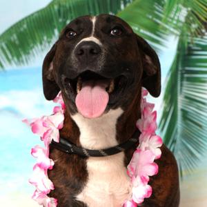 Delta, Hound, Plott, adult, available for adoption