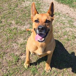Chester, Shepherd, German, senior, available for adoption