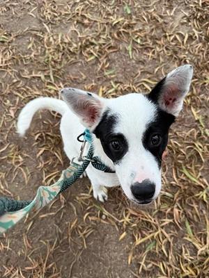 COOKIE, Queensland Heeler / Border Collie, young, available for adoption