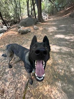 A black dog with a pink tongue and white teeth is standing on a dirt path in a wooded area. The dog is looking up at the camera with its mouth open. The background shows trees and rocks.