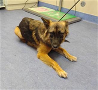 HARLEY, German Shepherd Dog, adult, available for adoption