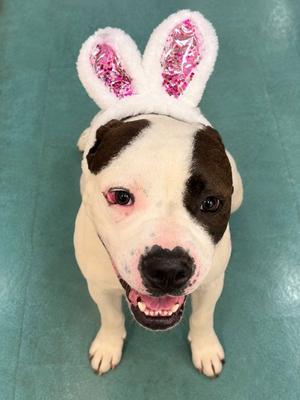 TOPANGA, Pit Bull Terrier, adult, available for adoption