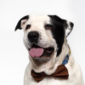 A black and white dog wearing a brown bow tie and a blue collar, with its tongue out.