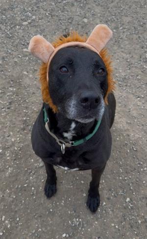 A black dog wearing a lion costume with a green collar, looking up at the camera.