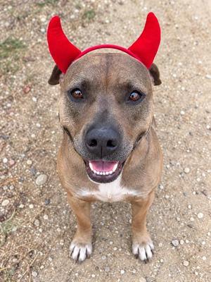 A brown dog with a white chest and paws, wearing red devil horns, looking up at the camera with a happy expression.