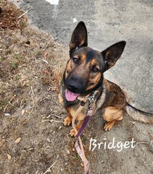 A German Shepherd dog named Bridget sitting on a dirt path, looking up at the camera with its tongue out. The dog is wearing a purple leash and has a black and tan coat.