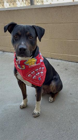 GUMBO, Rottweiler, adult, available for adoption