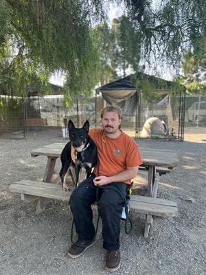 DRAKE, Australian Kelpie, adult, available for adoption