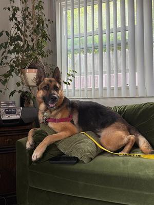 CLOVER, German Shepherd Dog, adult, available for adoption