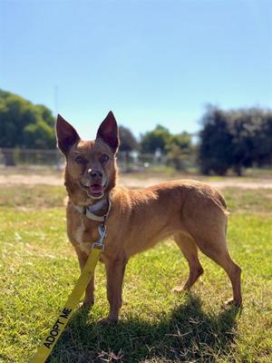 DANCER, Australian Cattle Dog/Blue Heeler, senior, available for adoption