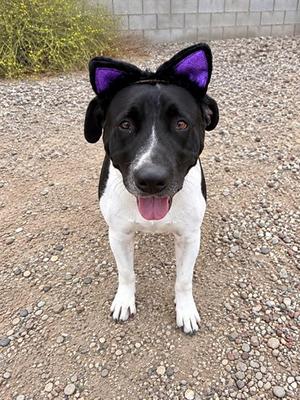 GLORIA, Pit Bull Terrier, adult, available for adoption