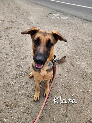 A German Shepherd dog named Klara sitting on a gravel surface, wearing a collar and leash, looking directly at the camera with its mouth slightly open.