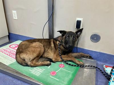 LIL SCHAE, Belgian Shepherd Malinois, young, available for adoption