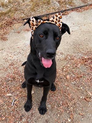 NOVA, Cane Corso Mastiff / Labrador Retriever, young, available for adoption