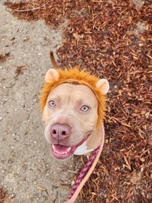 BABY, Pit Bull Terrier, adult, available for adoption