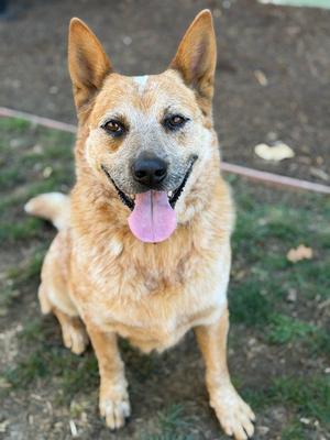 CUPID, Australian Cattle Dog/Blue Heeler, adult, available for adoption