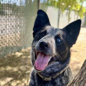 LEVY, Queensland Heeler, adult, available for adoption