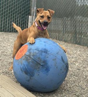 A brown dog with a pink collar is standing on a large blue ball in an outdoor area with a chain-link fence in the background.