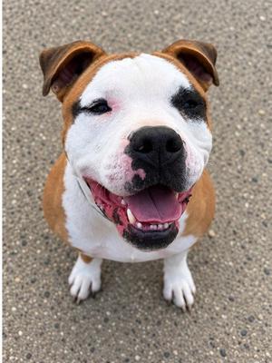 SCRAPPY DOO, American Bulldog / Bulldog, adult, available for adoption