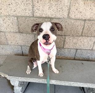 A brown and white dog with a pink collar sitting on a stone bench.