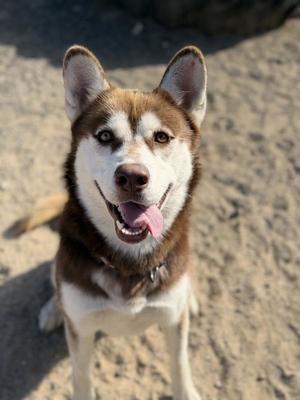 KYLE, Siberian Husky, adult, available for adoption