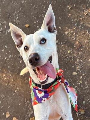 A white dog with blue eyes wearing a colorful bandana