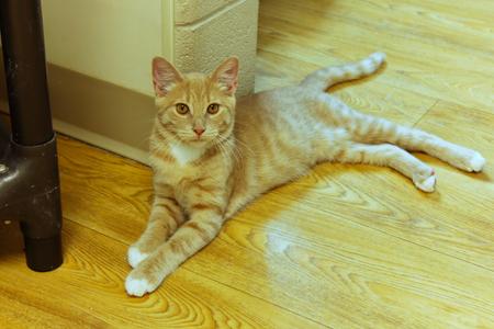 An orange tabby cat lying on a wooden floor