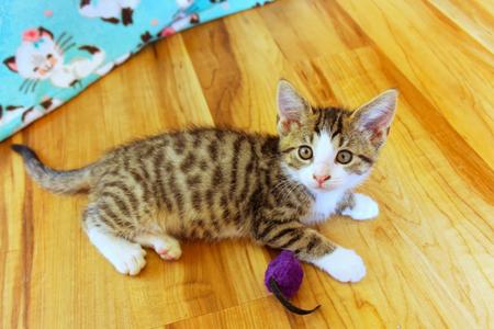 Charity, kitten, available for adoption
