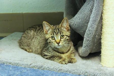 Clover, kitten, available for adoption