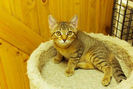 Chevelle, kitten, available for adoption