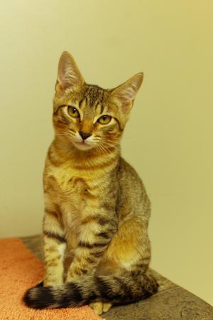 A tabby cat sitting on a surface with a yellow background.