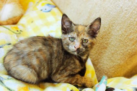 Destiny, kitten, available for adoption