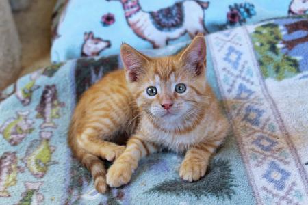 A ginger kitten with green eyes is lying on a colorful blanket with a pattern of animals.
