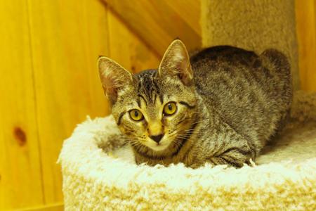 Diesel, kitten, available for adoption