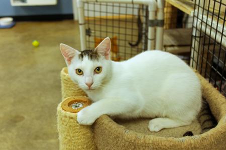 Alfonso, young, available for adoption