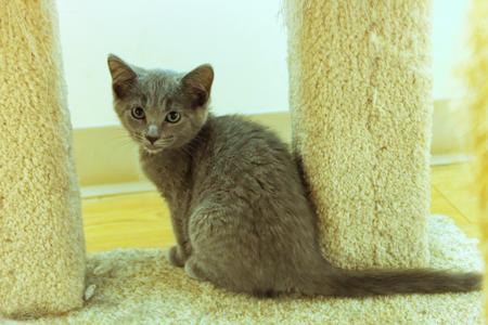 Demi, kitten, available for adoption