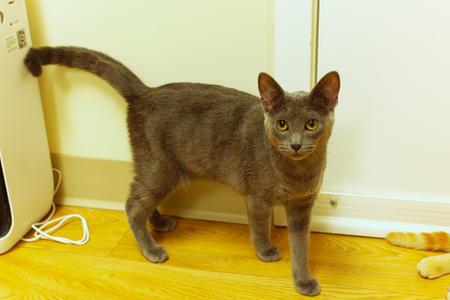 Ash, kitten, available for adoption