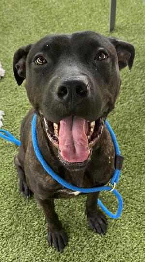 SHURI, Labrador Retriever, senior, available for adoption