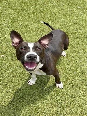 A black and white dog with large ears and a happy expression standing on green artificial turf.