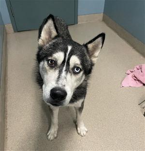 A close-up of a husky dog with striking blue eyes, standing on a beige carpeted floor. The dog has a black and white fur pattern with a distinctive facial marking. In the background, there is a pink cloth and a blue wall.