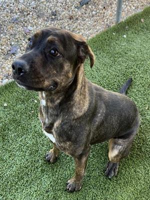 A brindle-colored dog with a white chest patch standing on artificial grass, looking to the side.