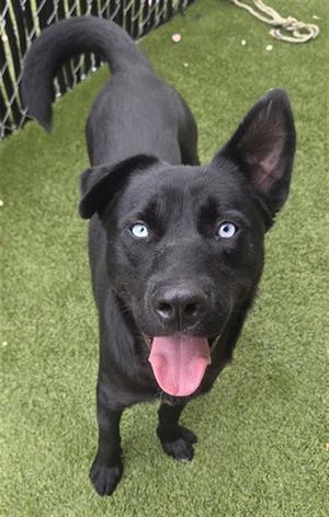 A black dog with blue eyes and a pink tongue standing on green grass.