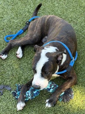 FRANKIE, Terrier, adult, available for adoption