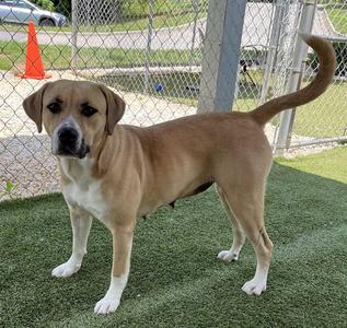 A brown and white dog standing on artificial grass in a fenced area.